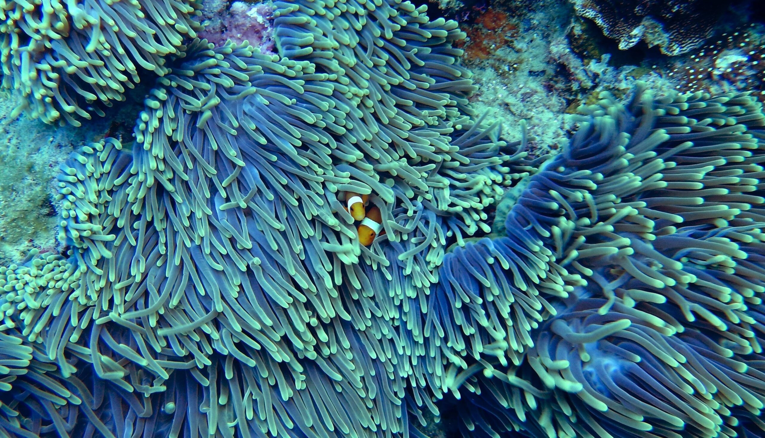 Colourful aquacultured coral frags growing on a clean rack